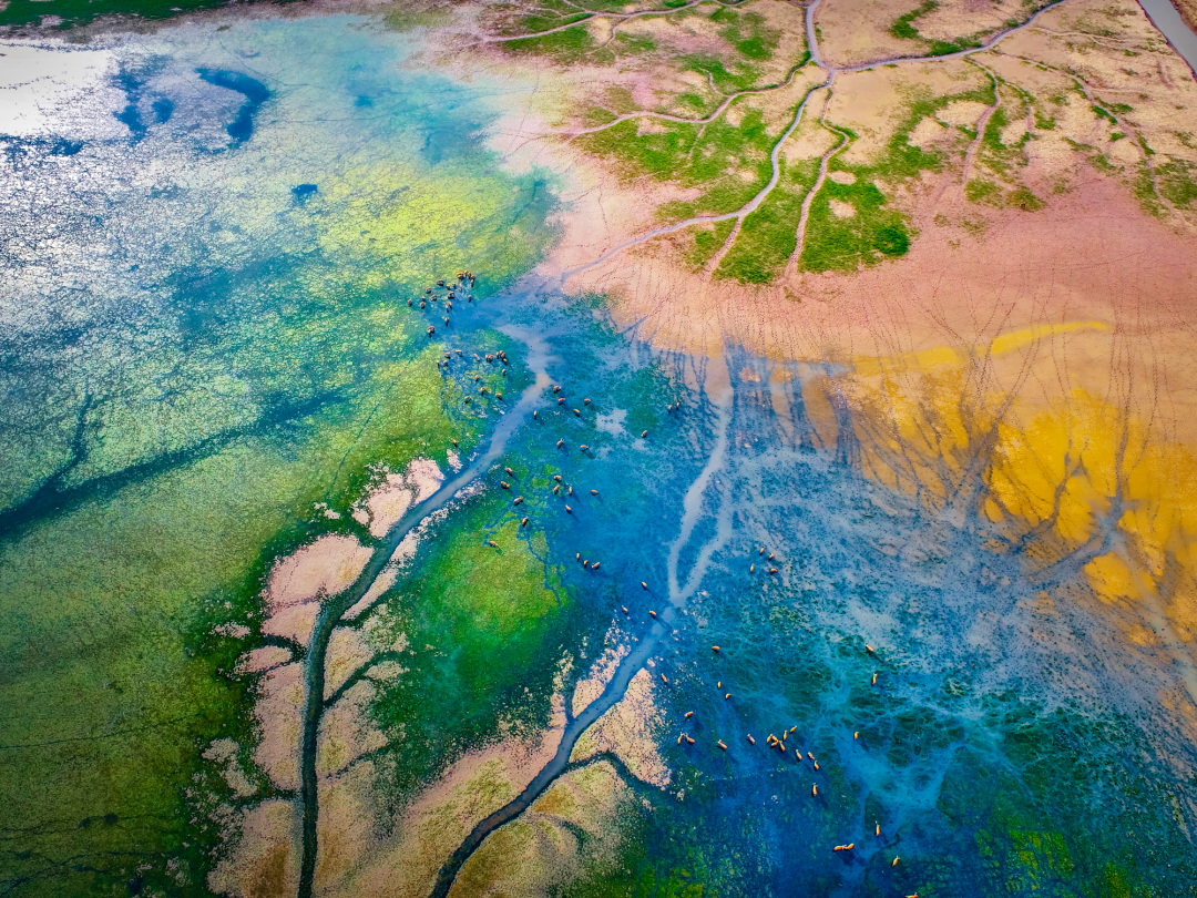 《让自然做功：NbS的世遗答卷-江苏省盐城市海洋生态保护修复案例》成功入选