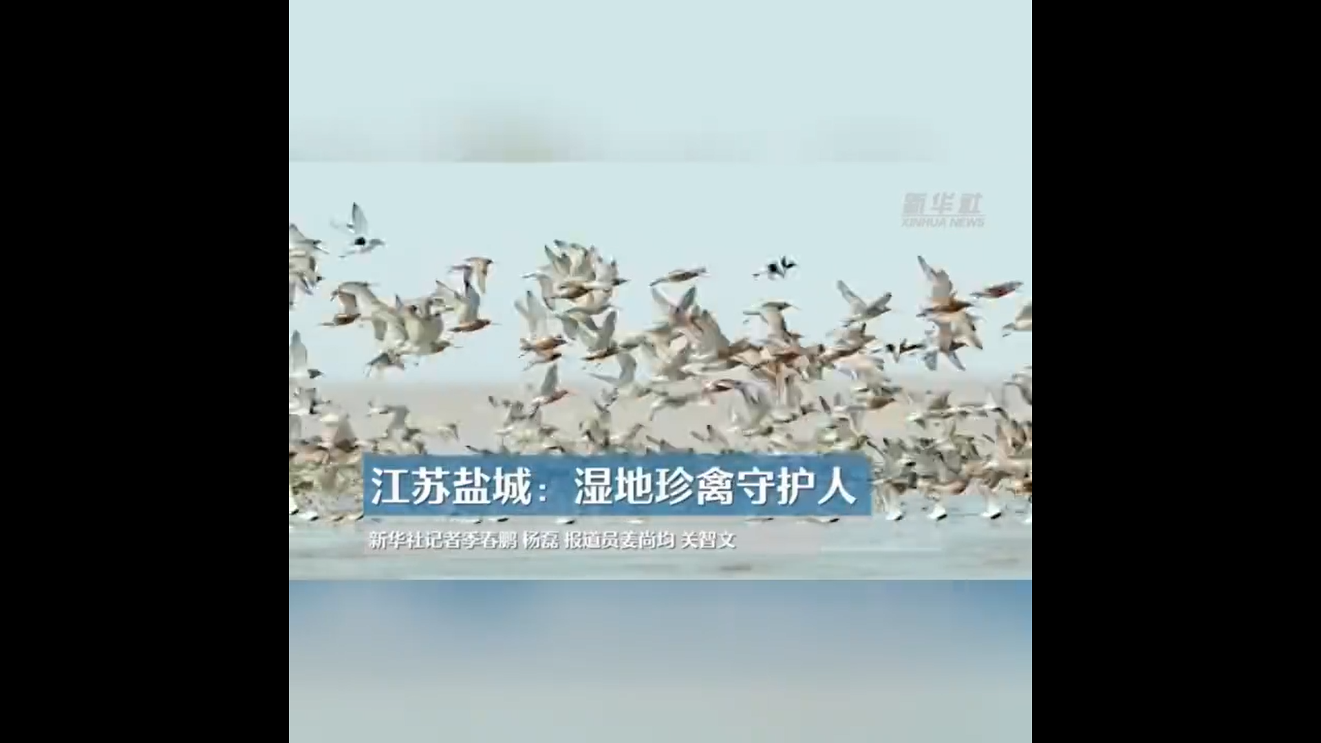 新华社致敬湿地守护人！记录盐城珍禽背后的平凡英雄