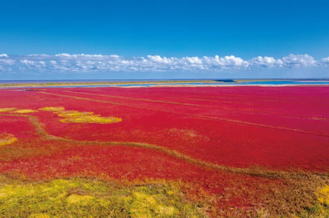 湿地红了的高光时刻